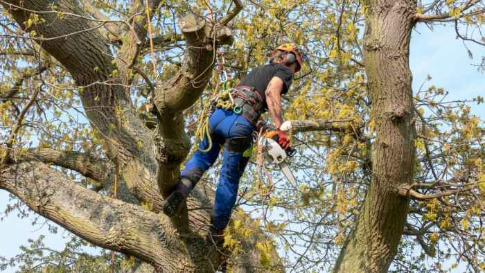 foto potatura alberi