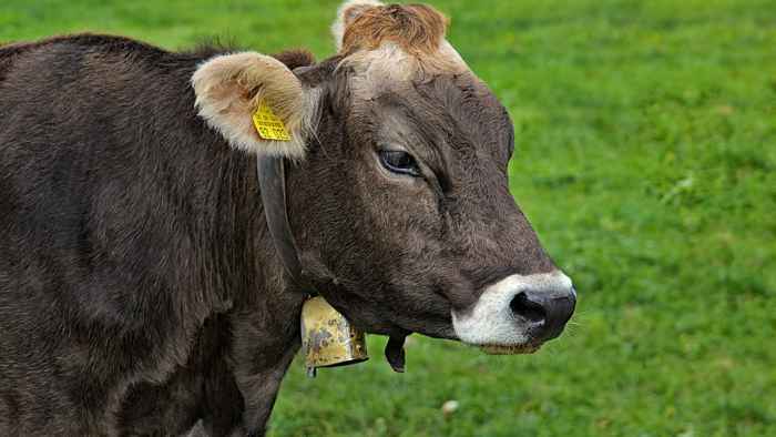 cow-3877083_960_720
