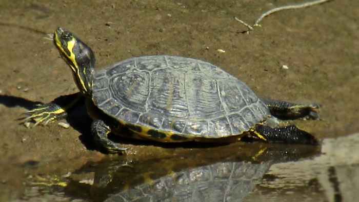 Trachemys_scripta_scripta_(Emydidae)_(Yellow-bellied_Slider)_-_(adult),_Río_Guadaiza,_Spain