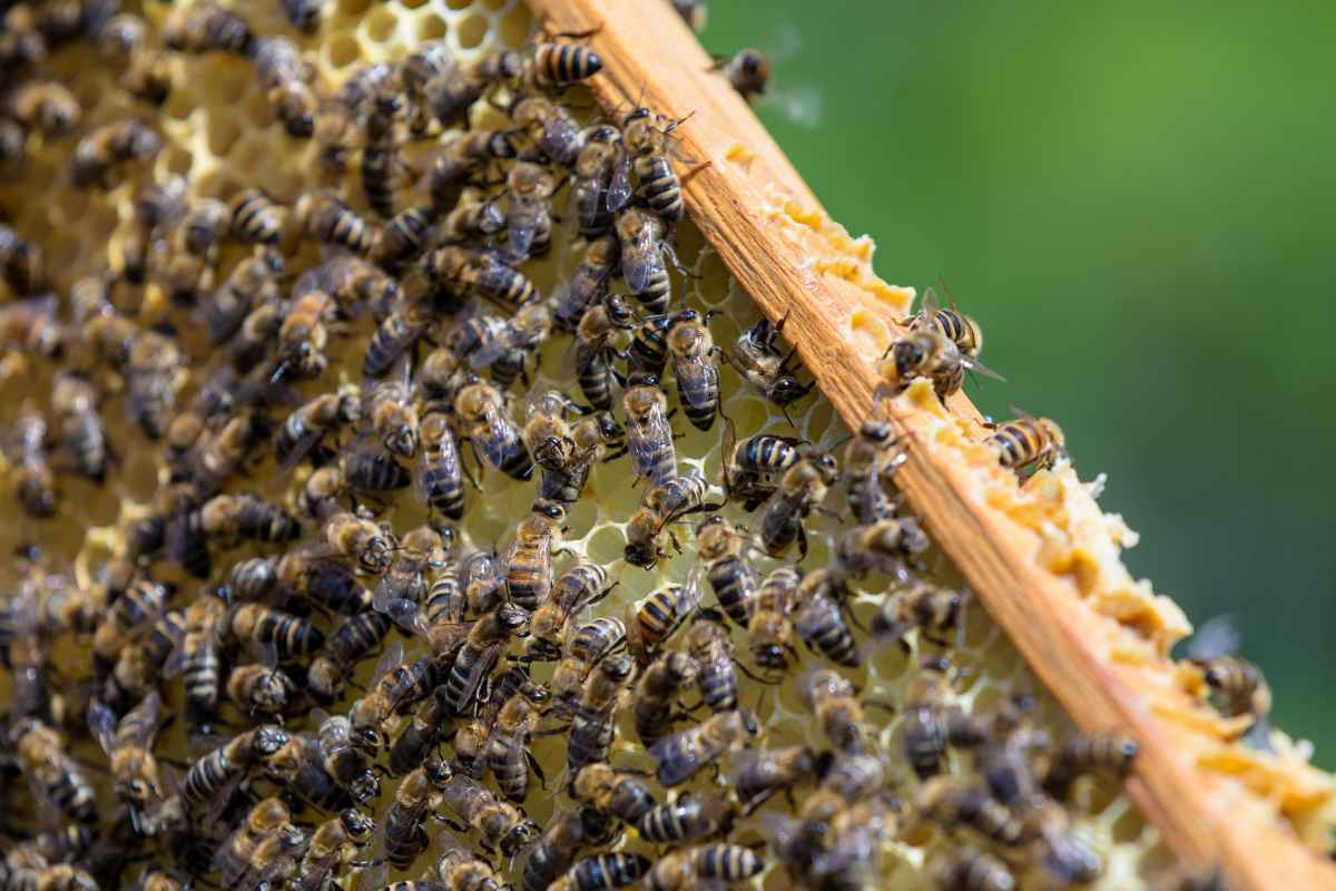 bee-g0e5fe51a2_1920