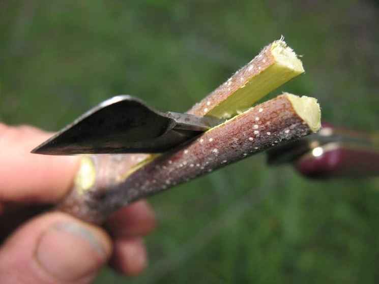 WhatsApp Image 2018-04-04 at 09.35.14