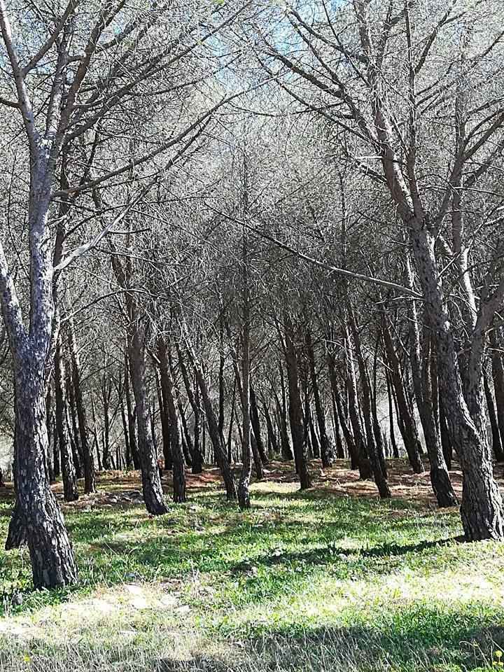 pineta san giorgio