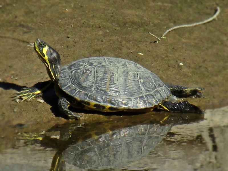 Trachemys_scripta_scripta_(Emydidae)_(Yellow-bellied_Slider)_-_(adult),_Río_Guadaiza,_Spain