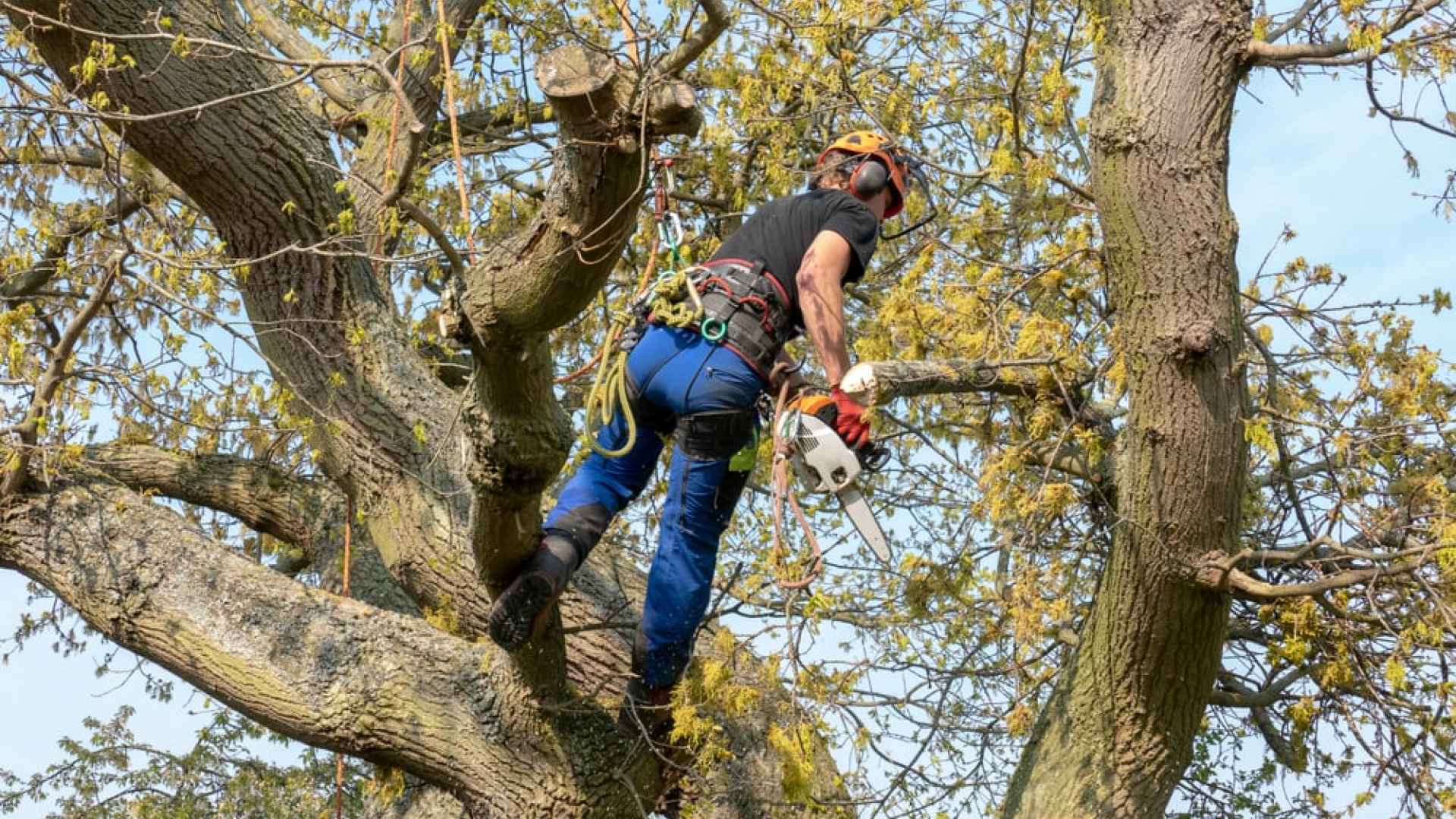 foto potatura alberi