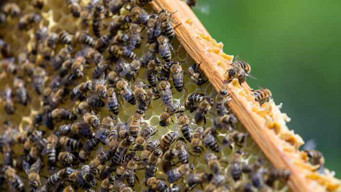 bee-g0e5fe51a2_1920